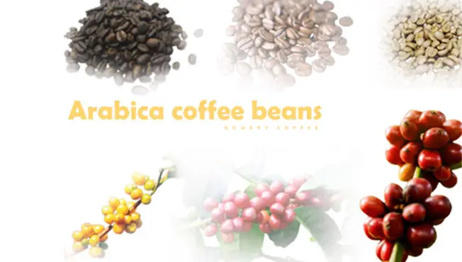 Arabica coffee beans featured Image