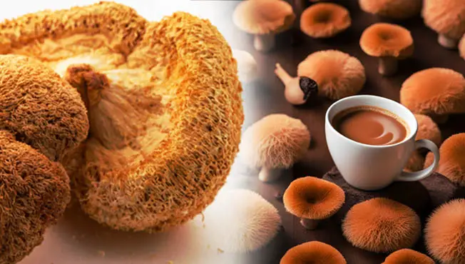 lion's mane mushroom coffee benefits