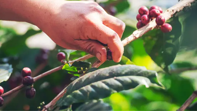 Coffee in plant