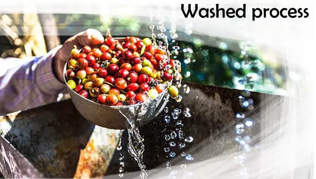 coffee washed process